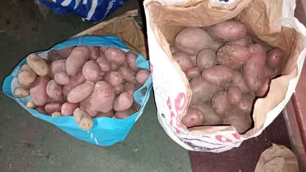 Photo of free Potatoes (Harrogate HG1) #1