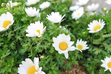 Photo of free Feverfew plant (Woking) #1