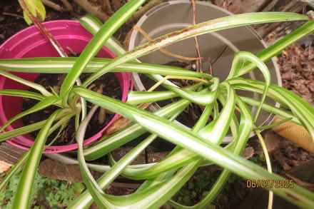 Photo of free Spider plants (Little Welland WR13) #1