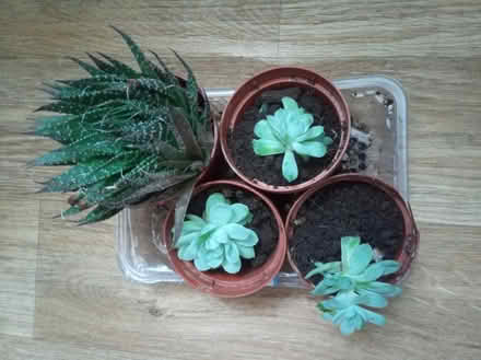 Photo of free Succulent plants (Birkenhead) #1
