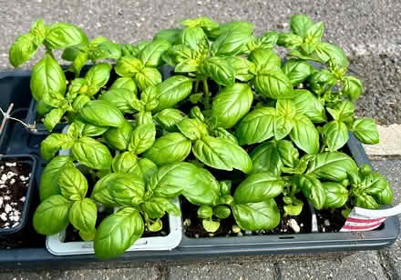 Photo of free Young basil plants (Hatfield AL10) #1