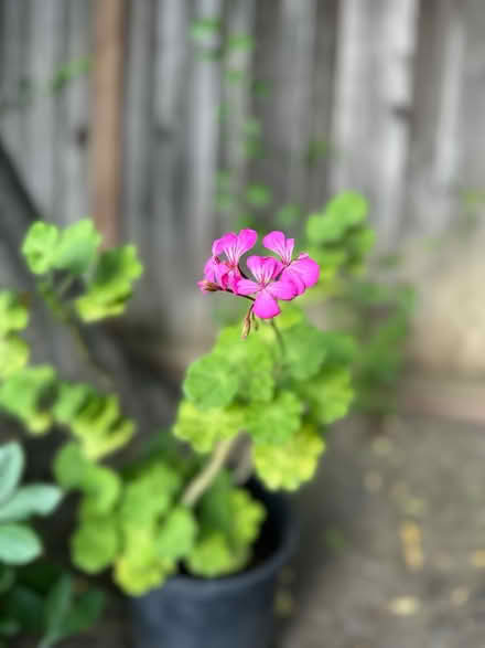 Photo of free Geranium plants (West San Jose 95128) #2