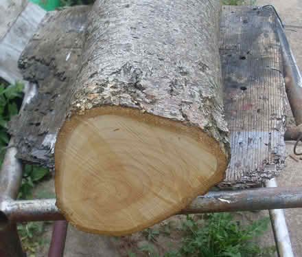 Photo of free Piece of lime wood, fresh cut (sidmouth EX10) #2