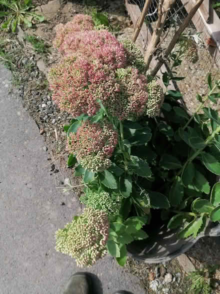 Photo of free Sedum (Horsham) #1