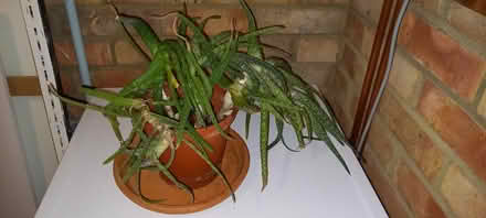 Photo of free Aloe vera plant (Liphook GU30) #1
