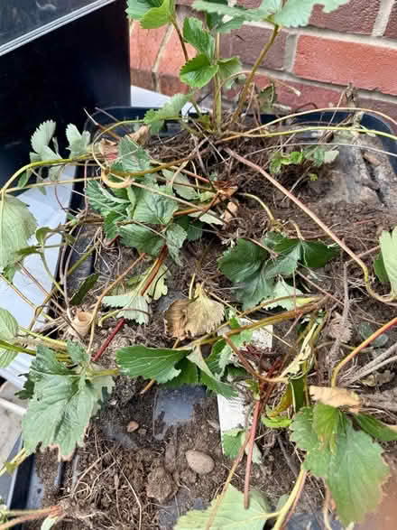 Photo of free 🍓 Strawberry plants (Chipping Barnet EN5) #1