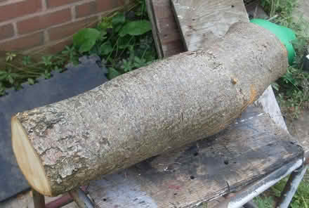 Photo of free Piece of lime wood, fresh cut (sidmouth EX10) #1