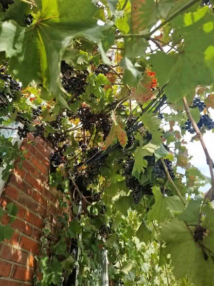 Photo of free Grapes (TW3 Hounslow) #1