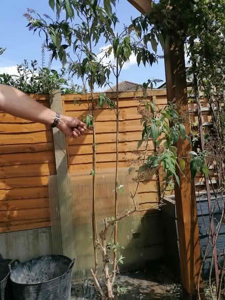 Photo of free Sedum (Horsham) #3