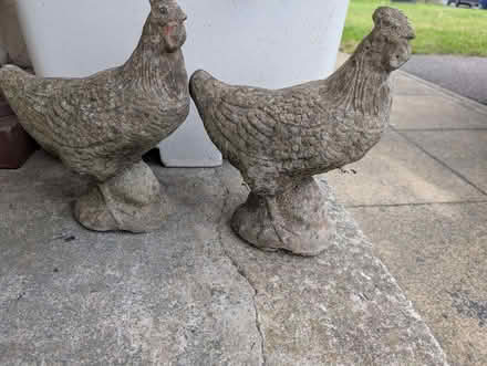 Photo of free Stone Hens (Chorley Moor PR7) #1