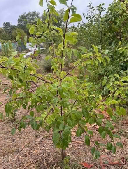 Photo of free Several young fruit trees (plum or pear or gages?) (Wolverton MK12) #2