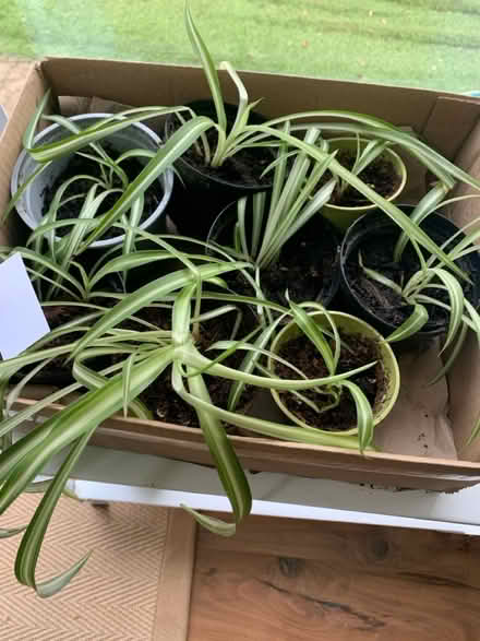 Photo of free 8 Spider Plants (G61) #1