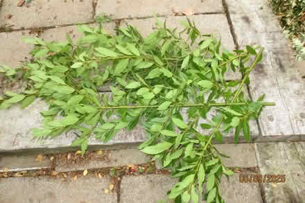 Photo of free Bay leaves (Little Welland WR13) #1