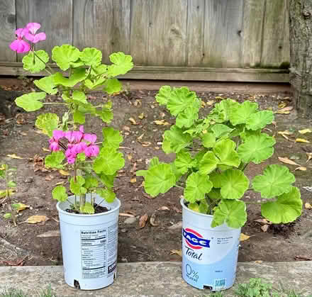 Photo of free Geranium plants (West San Jose 95128) #1