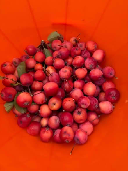 Photo of free Crab Apples 🍎 (Chipping Barnet EN5) #1