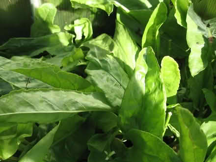Photo of free French Sorrel (edible). (Parson's Heath CO4) #3