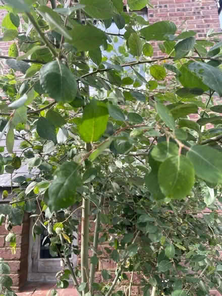 Photo of free Young Willow tree (Chesham HP5) #1
