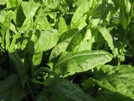 Photo of free French Sorrel (edible). (Parson's Heath CO4) #1