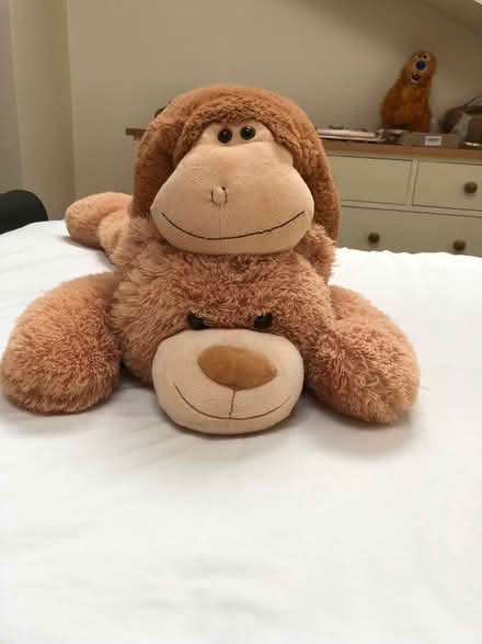 Photo of free Cuddly Toys (Whitchurch CF14) #1