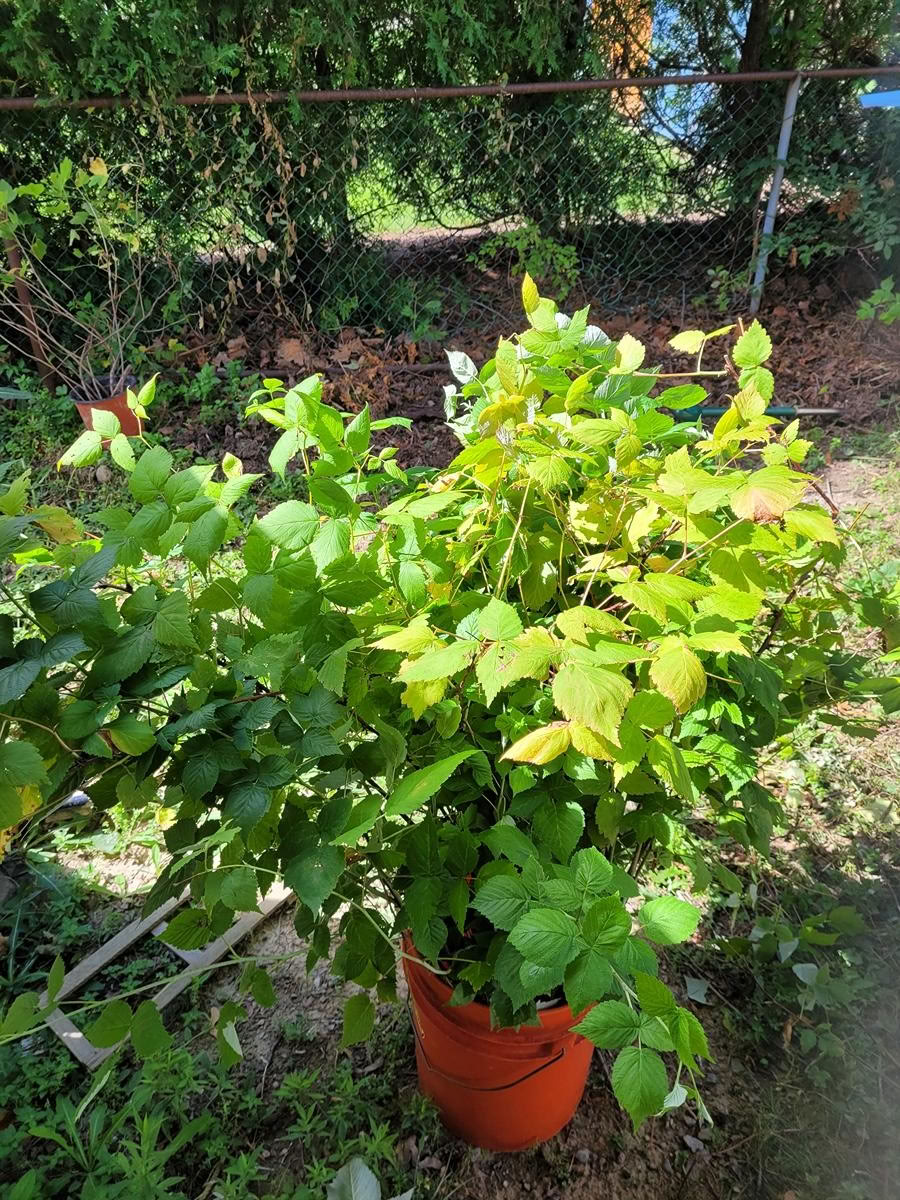 Free: Raspberry bushes (Dixie and Clark Bramalea)