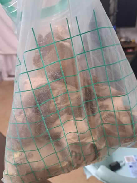 Photo of free Lush.com fragrant bath powders (Montpelier BS6) #4