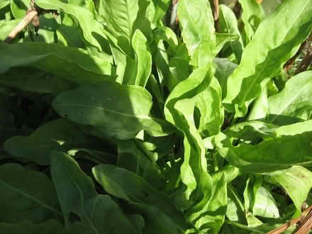 Photo of free French Sorrel (edible) (Parson's Heath CO4) #2