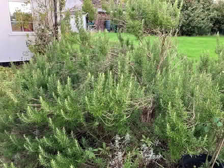Photo of free Rosemary for cooking - large quantity (Ashchurch GL20) #2