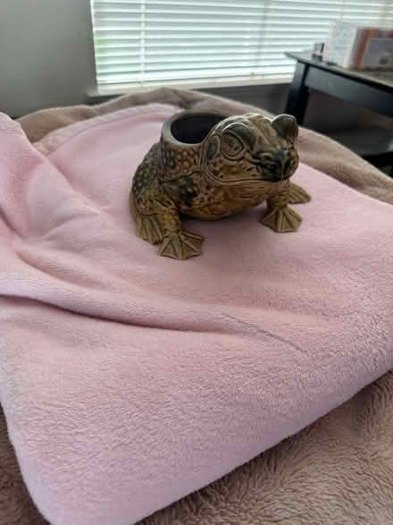 Photo of free Frog Planter (San Jose California) #4