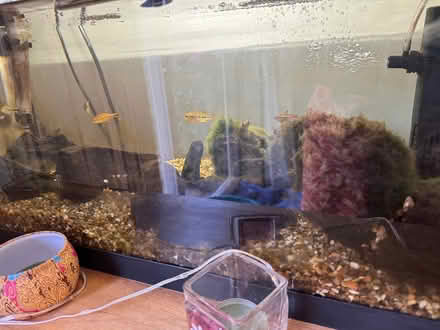 Photo of free Fish Tank (Devizes SN10) #2