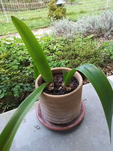 Photo of free Indoor plants giving away (near Spring Ridge frederick) #1