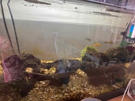 Photo of free Fish Tank (Devizes SN10) #1