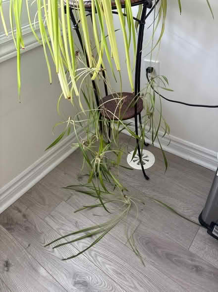 Photo of free spider plants (Finch and Warden) #2