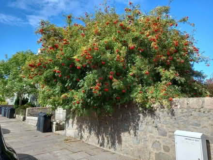 Photo of free rowan berries (AB24) #1