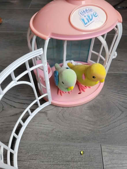 Photo of free Little Live pet recording birds (Tamworth) #1