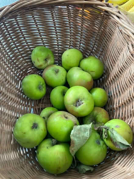 Photo of free Apples (Waterlooville) #1