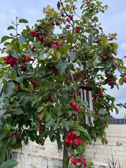 Photo of free Crab Apples 🍎 (Chipping Barnet EN5) #3