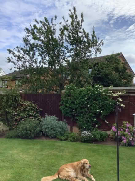 Photo of free Chairs (Apley TF1) #4