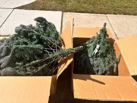 Photo of free Christmas tree with lights (Woodridge) #3