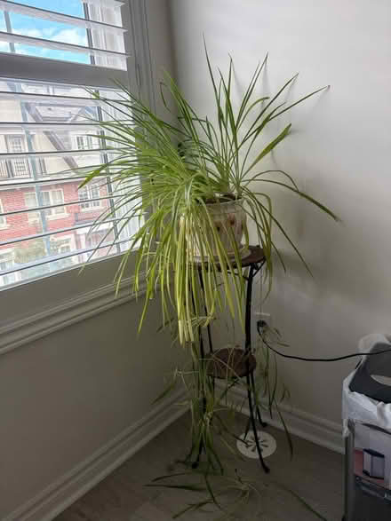 Photo of free spider plants (Finch and Warden) #1