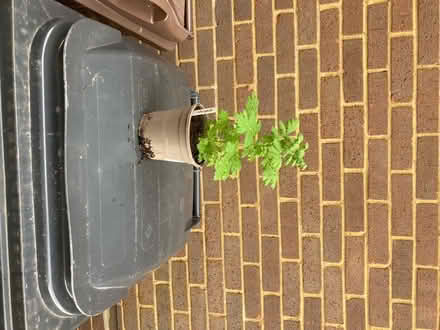 Photo of free Feverfew plant (Bernards Heath AL3) #1