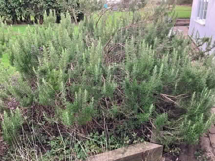 Photo of free Rosemary for cooking - large quantity (Ashchurch GL20) #1