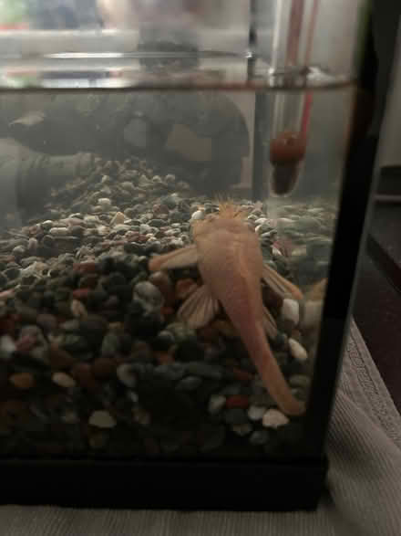 Photo of Large fish tank (Upper Luton ME5) #1