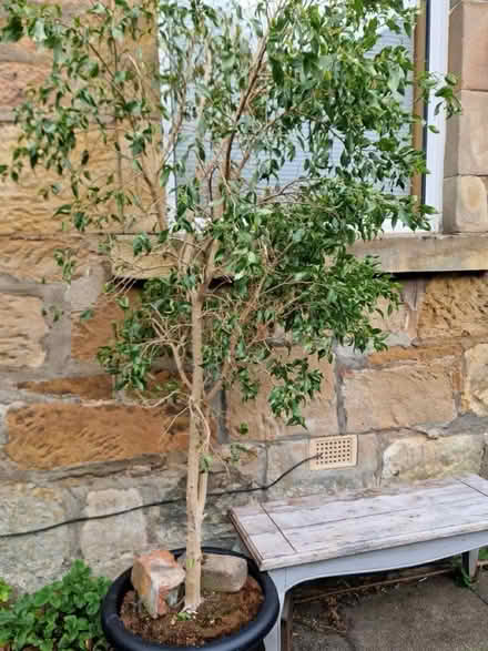Photo of free Ficus Benjamina houseplant (Shawlands G41) #1