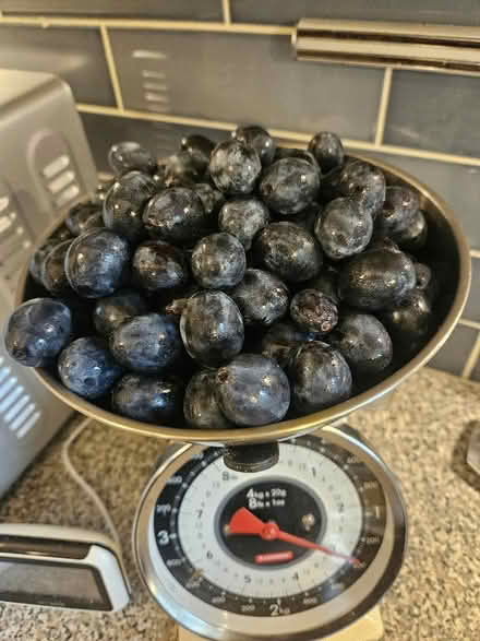 Photo of free 3lb ripe damsons (Northgate Village CH2) #1