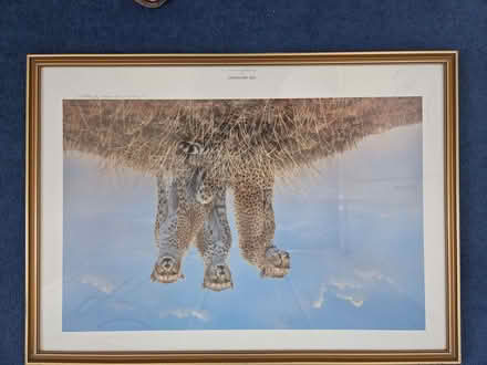 Photo of free Framed print of 3 leopards (Barkingside IG5) #1