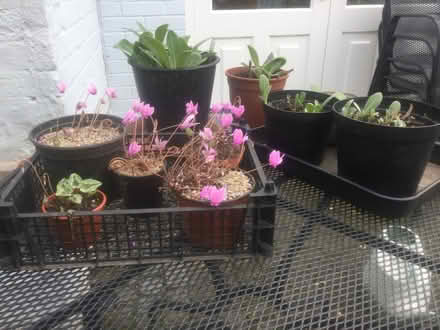 Photo of free Garden plants - hardy (Norton juxta Twycross CV9) #1