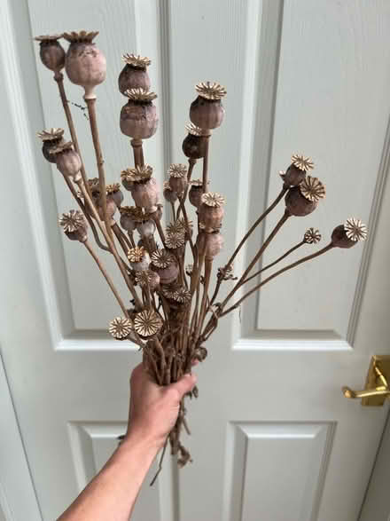 Photo of free Bunch of dried poppy heads (Harrogate HG2) #1