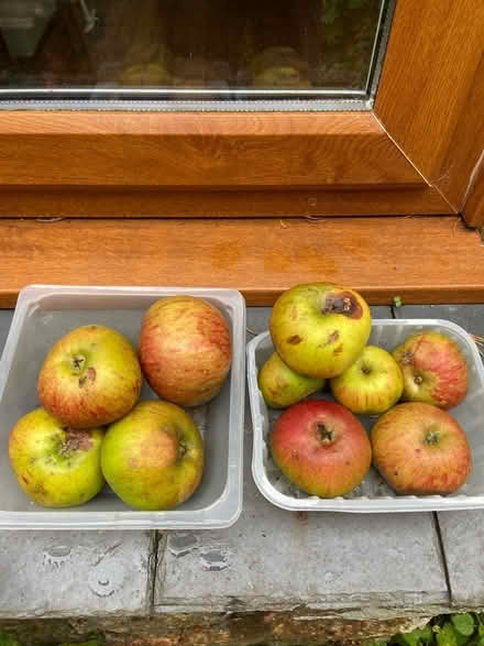 Photo of free Windfall and tree cooking apples (St Just TR19) #1