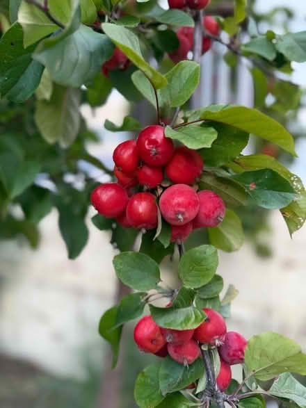 Photo of free Crab Apples 🍎 (Chipping Barnet EN5) #2