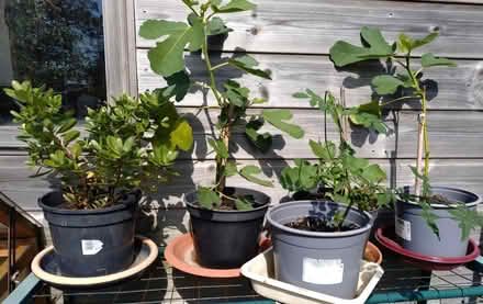 Photo of free Fig trees, Jasmine and Hebe (Glyne Gap TN40) #1
